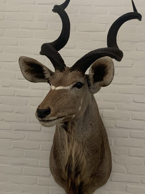 Taxidermy Kudu head