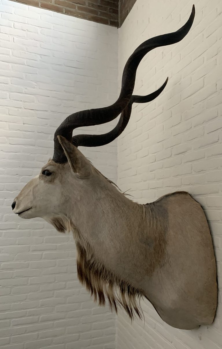 Vintage stuffed head of a large kudu.