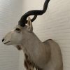 Vintage ausgestopfter Kopf eines großen Kudu.