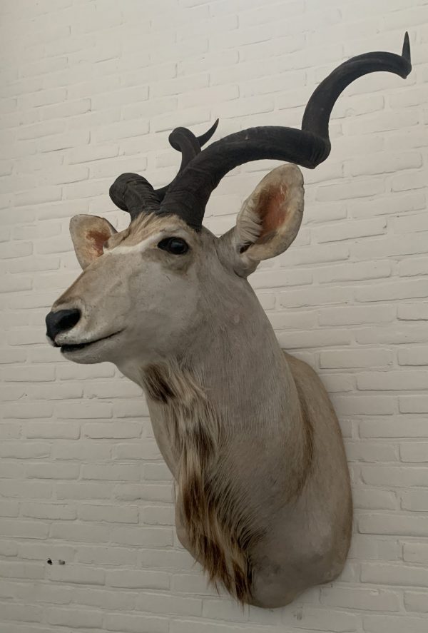Vintage ausgestopfter Kopf eines großen Kudu.