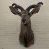 Taxidermy head of a giant kudu.
