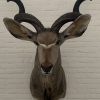 Taxidermy head of a giant kudu.