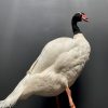Black necked swan