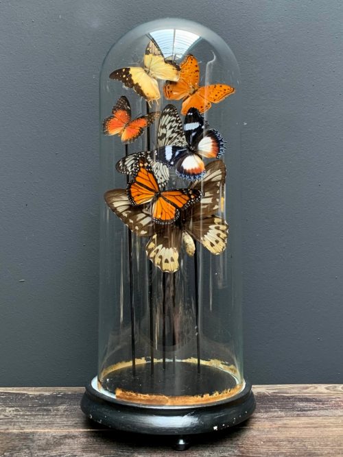 Antique dome filled with a mix of colorful butterflies (autumn shades)