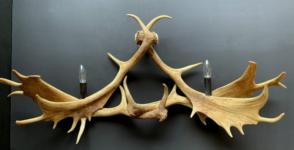 Wall lamp made of fallow deer antlers