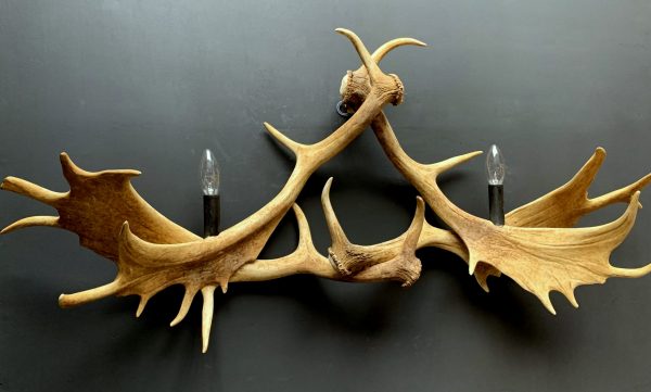 Wall lamp made of fallow deer antlers