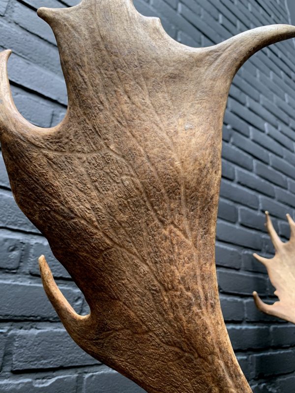 Taxidermy head of a fallow deer
