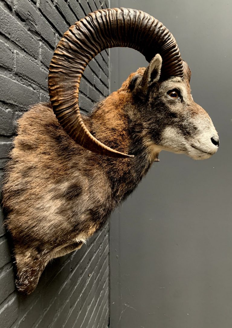 taxidermy head of a large mouflon