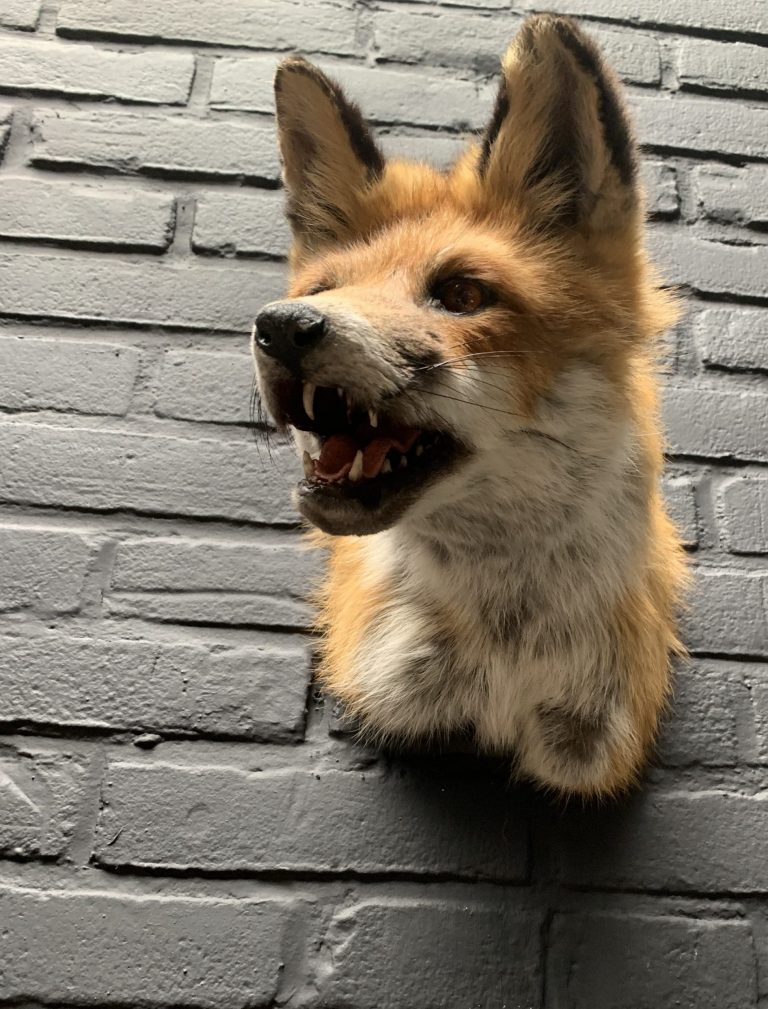 Mounted fox head