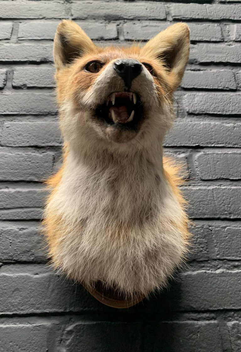 Mounted fox head