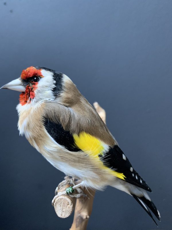 Taxidermy goldfinch on a natural twig