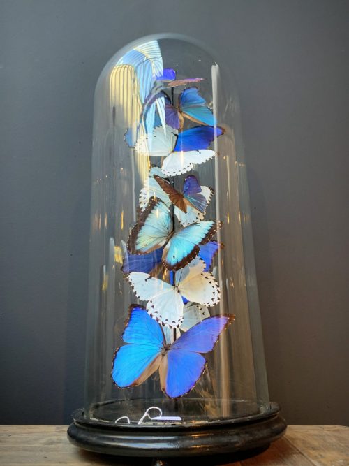 Antieke Stolp met Morpho mix vlinders