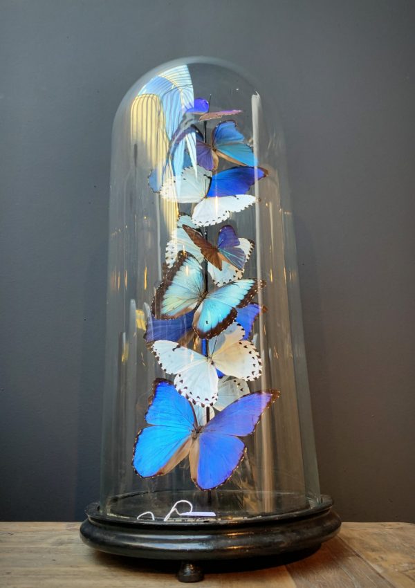 Antique dome with Morpho mix butterflies