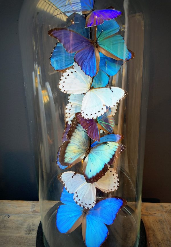 Antique dome with Morpho mix butterflies