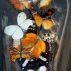 Antike Kuppel, gefüllt mit einer Mischung aus bunten Schmetterlingen in Herbstfarben