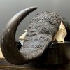 Huge skull of cape buffalo