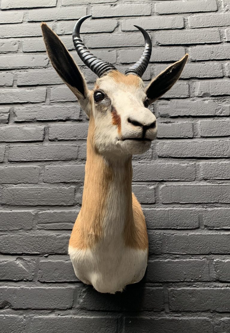 Taxidermy head of a springbok.