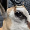 Recently made taxidermy head of a springbok