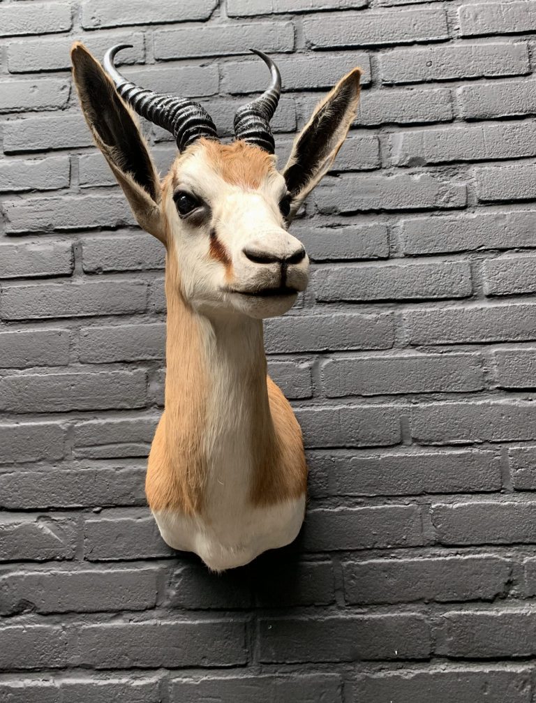 Taxidermy head of a springbok