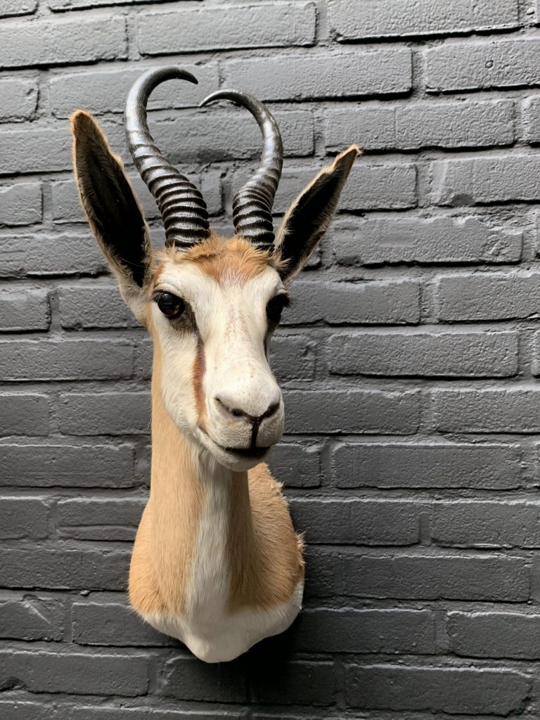 Taxidermy head of a springbok