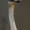 Opgezette Struisvogel