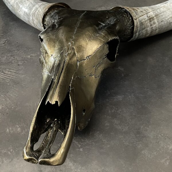 Enorme brons gemetalliseerde schedel van grote Watusi stier