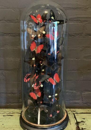 antique-bell-jar-filled-with-a-mix-of-black-red-butterflies-2054391-en-max