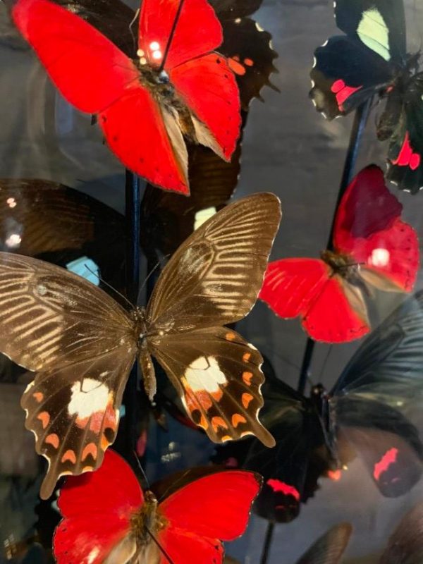 Antique bell jar filled with a mix of black / red butterflies