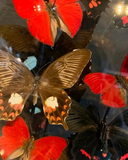 antique-bell-jar-filled-with-a-mix-of-black-red-butterflies-2054395-en-max