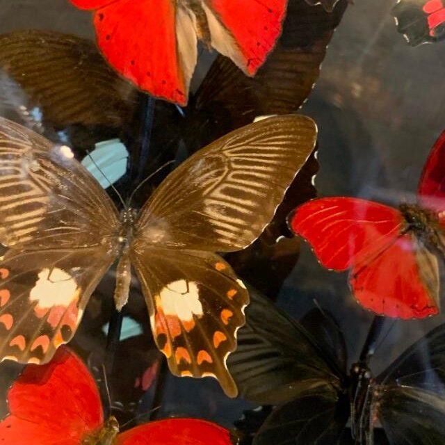 antique-bell-jar-filled-with-a-mix-of-black-red-butterflies-2054395-en-max