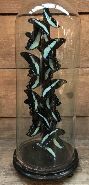 Antike Glocke mit Schmetterlingen Papilio Karna Chrapkowskoides Kongo