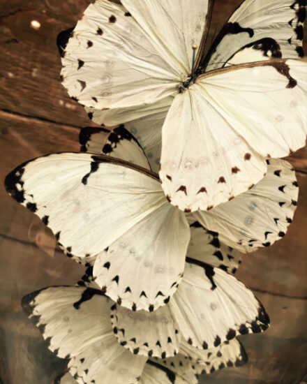 antique-bell-with-white-catenarius-morpho-butterflies-567814-en-max