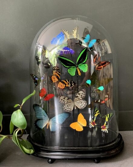 antique-dome-filled-with-a-mix-of-colorful-butterflies-3241090-en-max