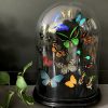 Antique dome filled with a mix of colorful butterflies