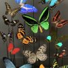 Antike Cloche gefüllt mit einer Mischung aus bunten Schmetterlingen