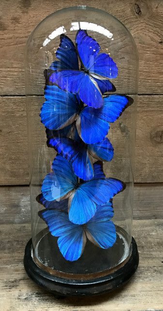 Antique dome filled with special butterflies with a deep blue color (Morpho Anabiaba)