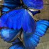 Antieke stolp gevuld met bijzondere vlinders met een diep blauwe kleur (Morpho Anabiaba)