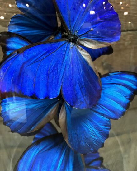 antique-dome-filled-with-special-butterflies-with-a-deep-blue-color-morpho-anabiaba-739595-en-max