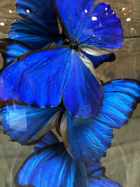 Antik Glas gefüllt mit speziellen Schmetterlinge mit einem tiefblauen Farbe (Morpho Anabiaba)