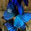 Antieke stolp gevuld met bijzondere vlinders met een diep blauwe kleur (Morpho Anabiaba)