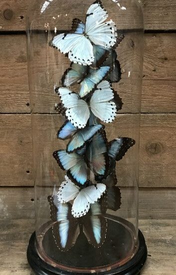 antique-dome-filled-with-white-blue-morpho-peleides-and-morpho-catenarius-739591-en-max-rotated-e1594736573610