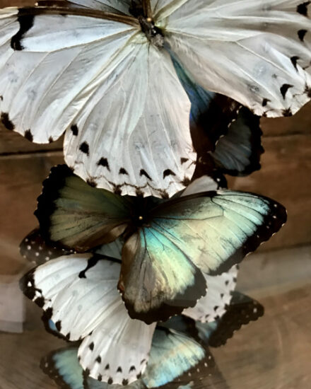 antique-dome-filled-with-white-blue-morpho-peleides-and-morpho-catenarius-739592-en-max