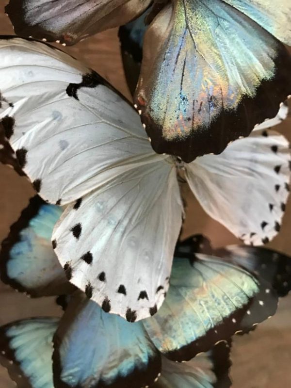 Antique dome filled with white blue Morpho Peleides and Morpho Catenarius