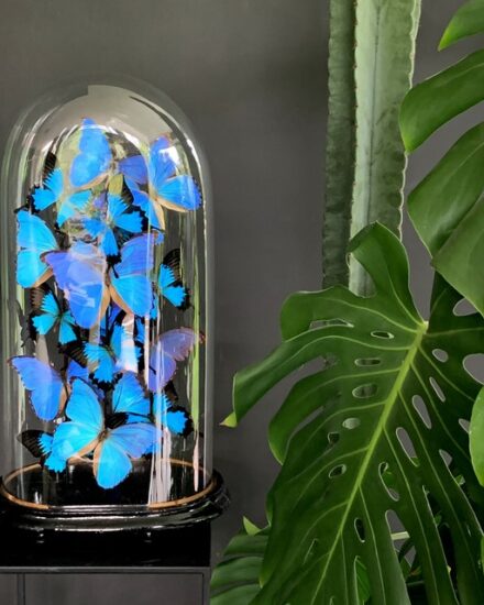 antique-dome-richly-filled-with-blue-morpho-butterflies-3241108-en-max