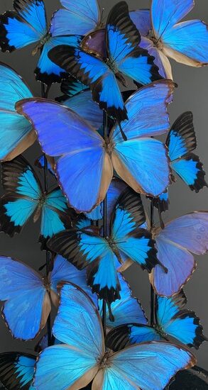 antique-dome-richly-filled-with-blue-morpho-butterflies-3241112-en-max