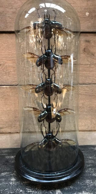 Antike Glasglocke mit schönen Käfern (Chalcosoma Kaukasus)
