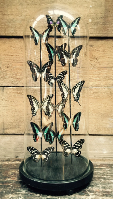 Antieke stolp met vlinders (Graphium Vlinders)