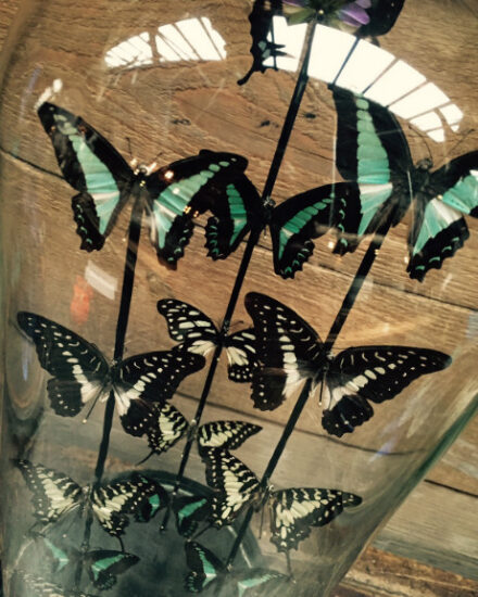 antique-dome-with-butterflies-graphium-butterflies-553355-en-max