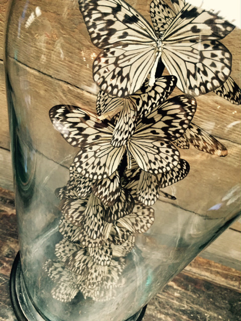 Antieke stolp met vlinders (Idea Leuconoe)