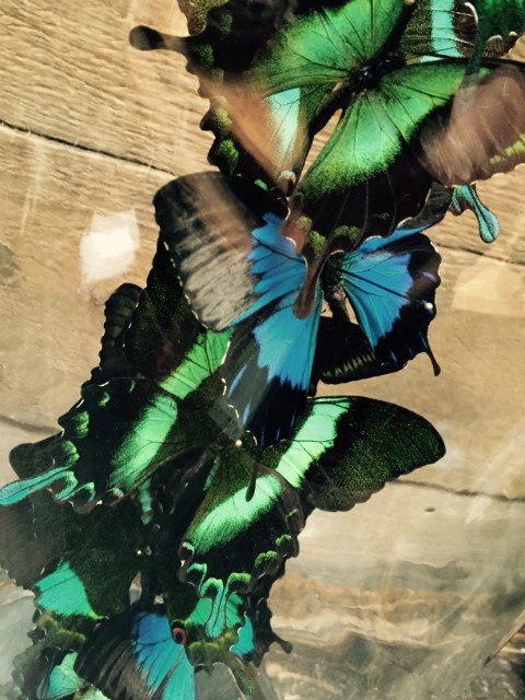 Antike Glocke mit Schmetterlingen (Papilio Ulysses Blumei und Tarquinius)